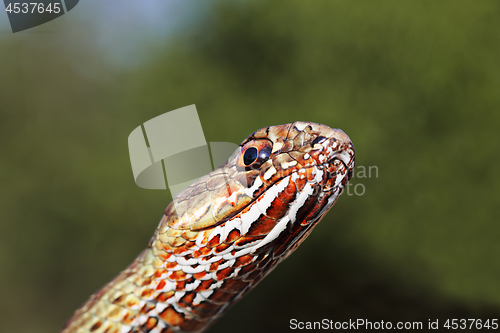 Image of macro portrait of colorful eastern montpellier snake