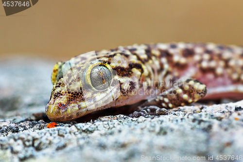 Image of mediterranean house gecko portrait
