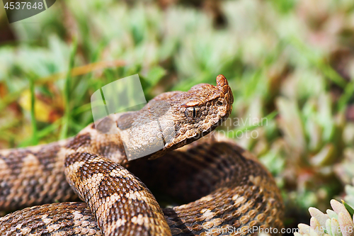 Image of closeup of nose horned viper in natural environment