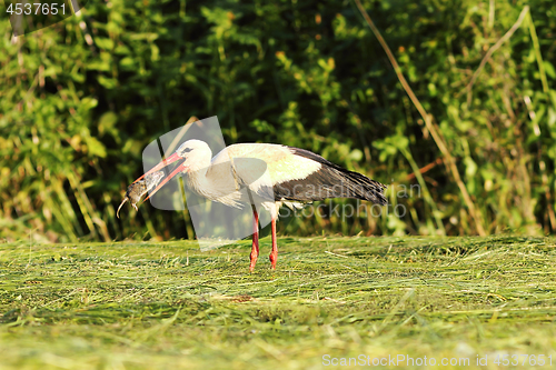 Image of white stork eating rat