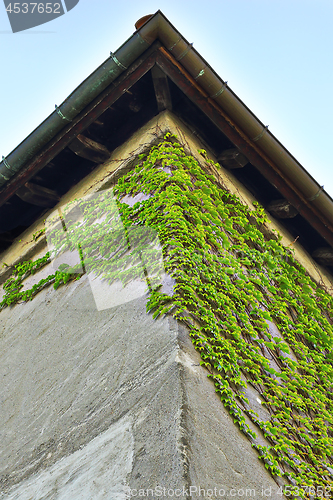 Image of wild ivy growing on house wall