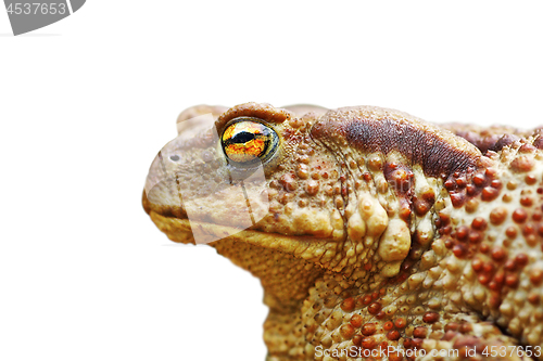 Image of isolated portrait of brown toad
