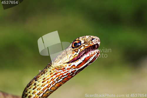 Image of angry eastern montpellier snake