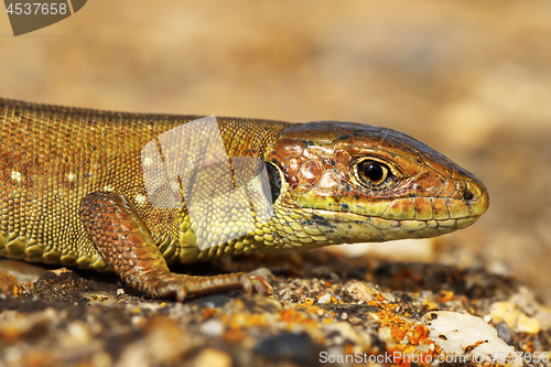 Image of closeup of juvenile green lizard