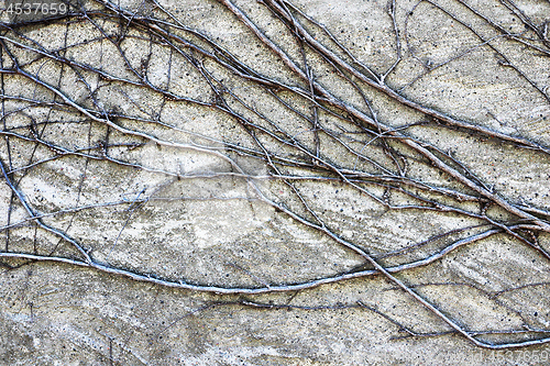 Image of ivy roots on old building wall