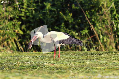 Image of hungry white stork hunting rat