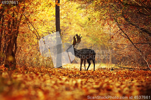 Image of deer stag in colorful autumn forest