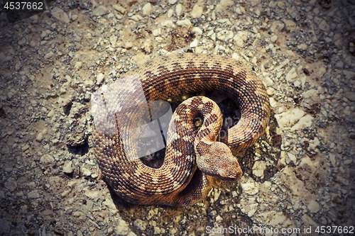 Image of dangerous european viper basking on stone