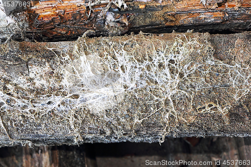Image of mine fungus mycelium on old beam