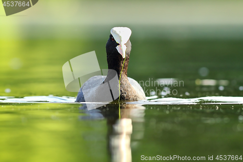 Image of eurasian coot on pond