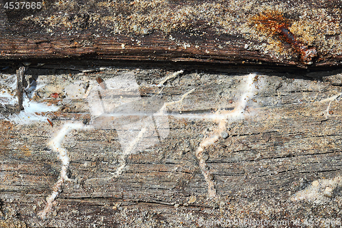 Image of detail of dry rot mycelium