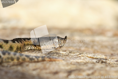 Image of macro shot of european nose horned viper