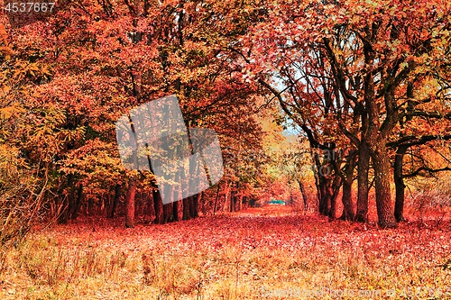 Image of reddish forest in late autumn