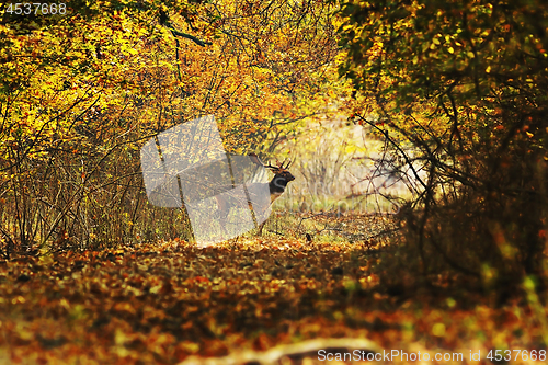 Image of deer buck crossing forest road