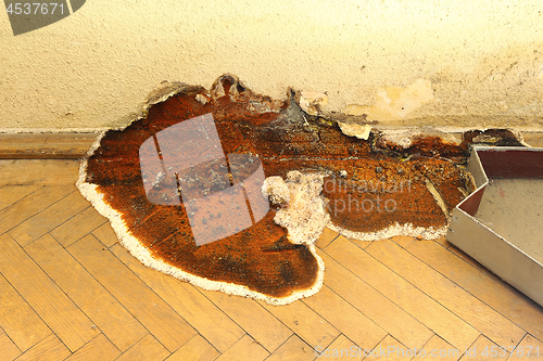 Image of fruiting body of dry rot growing on parquet