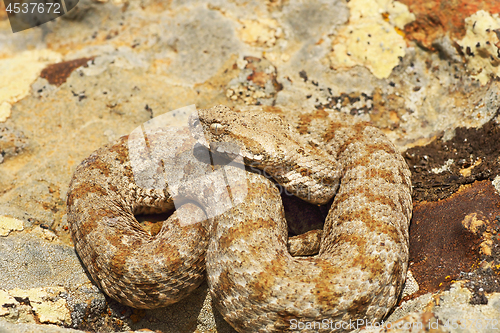 Image of beautiful milos viper basking in natural environment