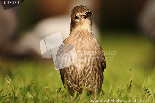 Image of young and curious common starling