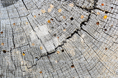 Image of wood borers attack on old wood beam