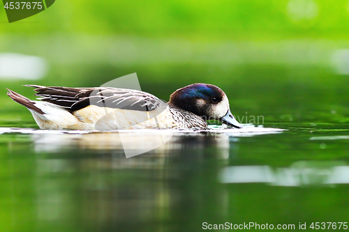 Image of beautiful wild duck on pond
