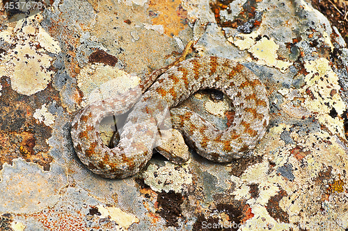 Image of rarest venomous european snake, the Milos viper