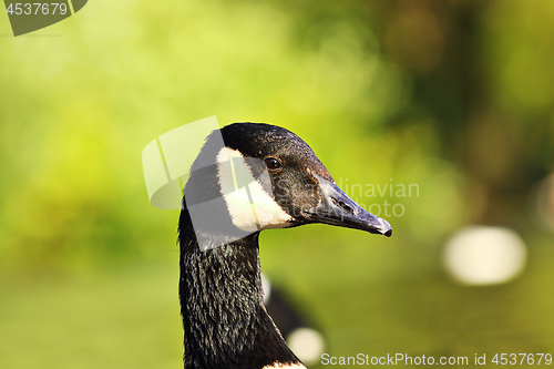 Image of close-up of canada goose