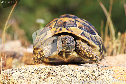 Image of greek turtoise, full length animal in natural environment