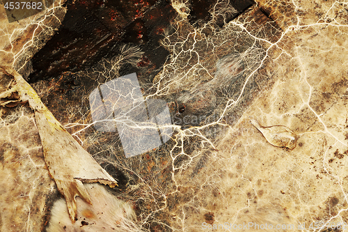 Image of detail of Serpula lacrymans mycelium