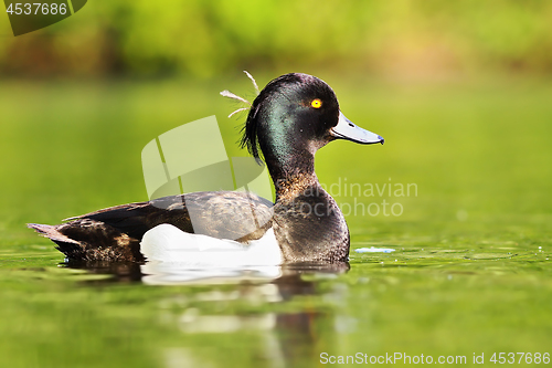 Image of beautiful tufted duck male on pond