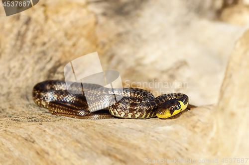Image of juvenile aesculapian snake basking on wood stump