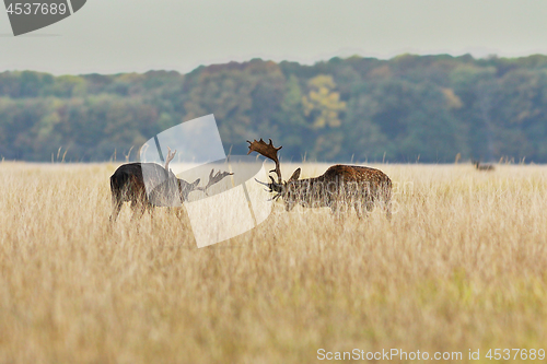Image of fallow deer bucks fighting in mating season