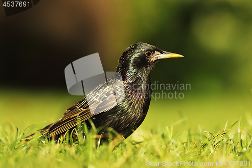 Image of full length common starling