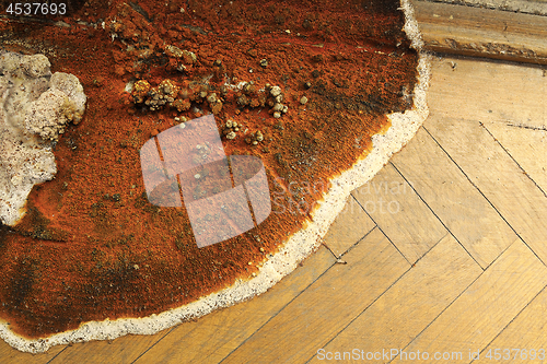 Image of fruiting body of dry rot