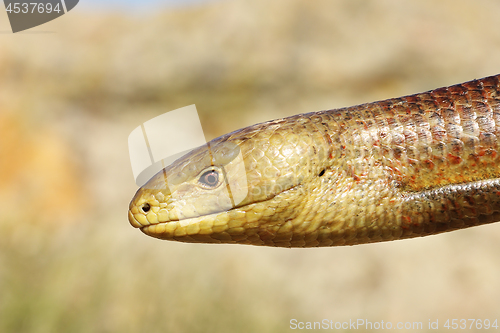 Image of closeup of Pseudopodus apodus head