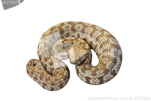 Image of isolated Macrovipera lebetina schweizeri