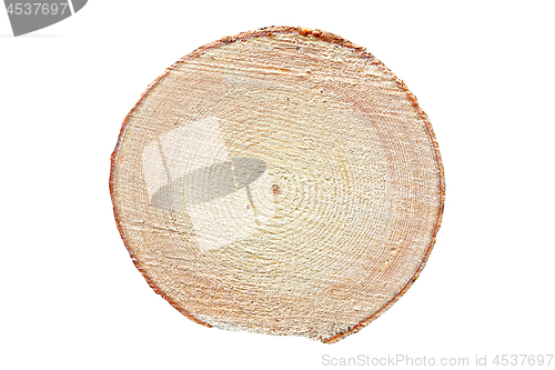 Image of textural cross section on spruce log