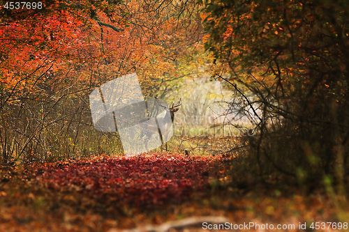 Image of curious deer looking towards the photographer