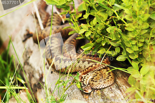 Image of two females common vipers basking together on a stump