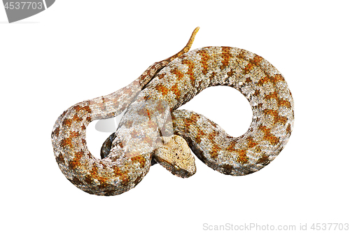 Image of isolated blunt nosed adder