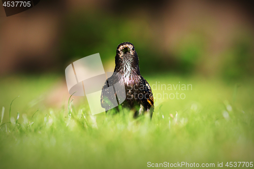 Image of Sturnus vulgaris looking at the camera