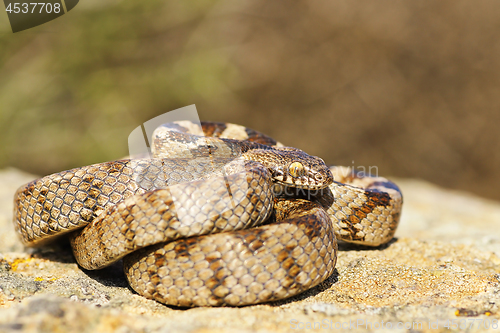 Image of full length juvenile cat snake