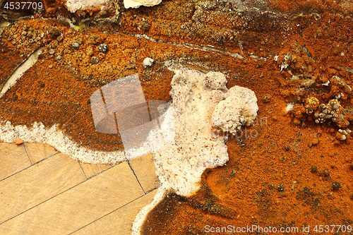 Image of closeup of dry rot fruiting body