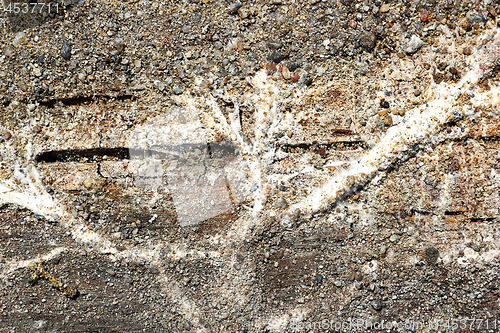 Image of Serpula lacrymans mycelium on wood