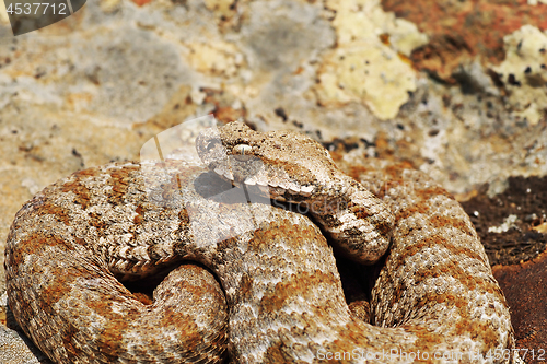 Image of beautiful Milos viper closeup