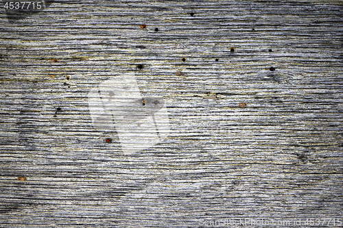 Image of oak plank attacked by death watch beetle