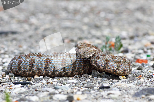 Image of aggressive Macrovipera lebetina schweizeri