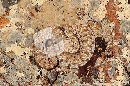 Image of Macrovipera lebetina basking on a rock in natural environment