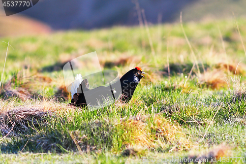 Image of aggressive black grouse cock in mating season