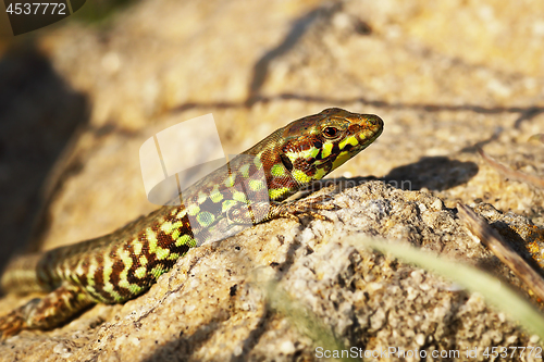 Image of Milos wall lizard closeup