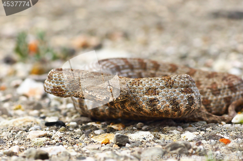 Image of aggressive blunt nose viper