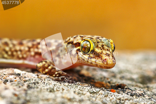 Image of Hemidactylus turcicus or mediterranean house gecko